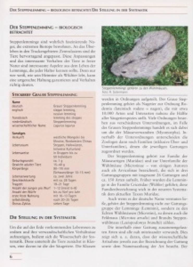 Steppenlemminge und andere Wühlmäuse